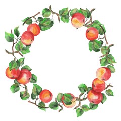 watercolor illustration, frame, ripe apples on branches with green leaves, isolate on a white background, for postcards and various design