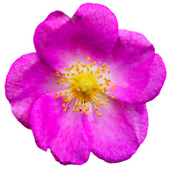 Obraz premium big pink flower isolated on white background