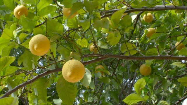 Lemons hanging from a tree.