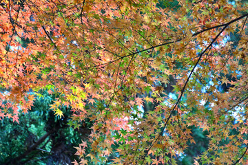 日本の秋の逆光で光る赤と黄と赤の紅葉