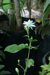 white flower