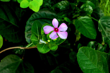 pink and white flower