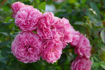 Pink Rot Blume Rose Garten Natur