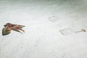 A little girl is looking fishes in a huge aquarium