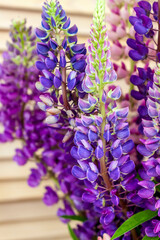 Fototapeta premium Delicate lupine flowers close-up on a wooden background. Background for graphic works. Very bright floral background.