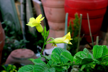 close up of yellow flower