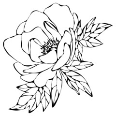 vector illustration, doodle style drawings, linear image in black,  flowers of peony, isolate on a white background