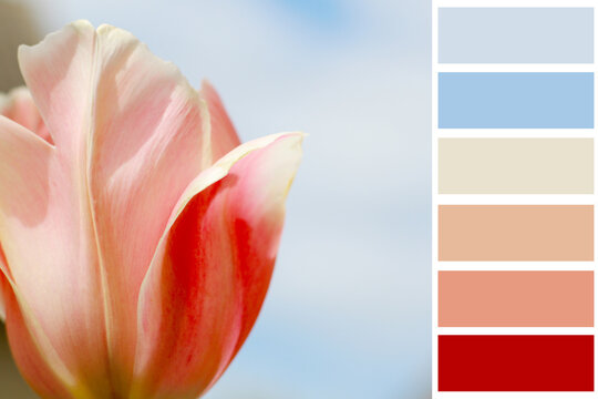 red tulip on blue background with colour guide
