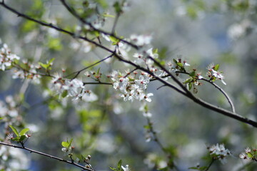 Beautiful spring blooming after winter hibernation of nature