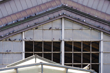 Part of facade Hamburg train station, Germany. Hamburg hbf, pigeons on the windows