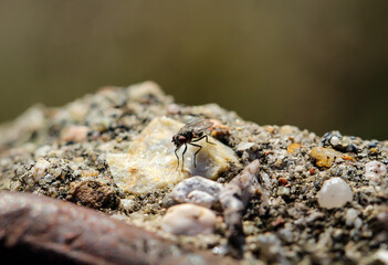 Detail, Macro einer Fliege