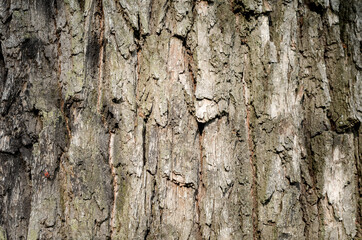 old tree trunk close up