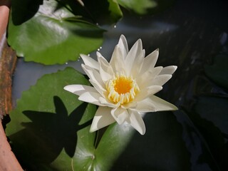 White Water Lily blooming in the pond.