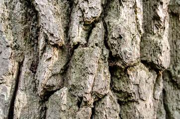old tree trunk close up