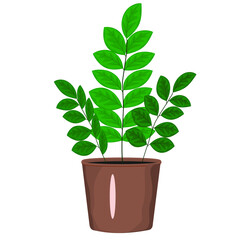 Houseplant in a pot. Zamiokulkas. Isolated vector image on a white background