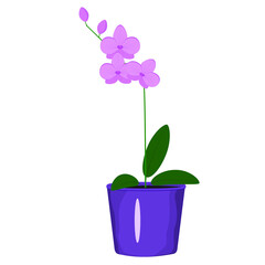 Houseplant in a pot. Orchid. Isolated vector image on a white background