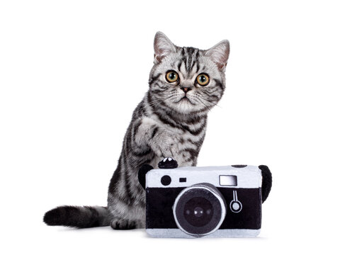 Sweet silver tabby British Shorthair cat kitten, sitting behind toy photo camera Looking towards camera with big eyes. Isolated on white background. One paw in camera like making picture.