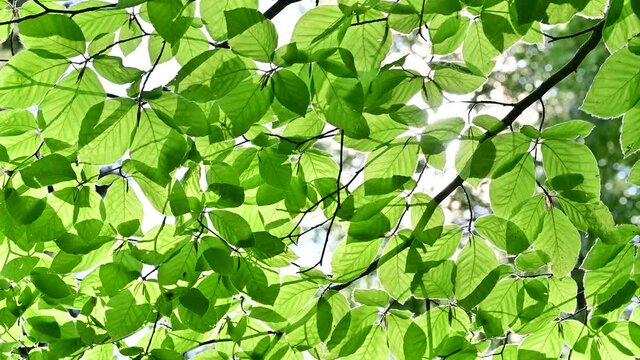 sun shining through green leaves in beech forest - clean environment and freedom conceptual footage	