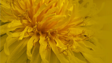 yellow flower background