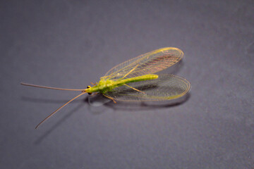 Ein Netzflügel (Neuroptera, syn .: Planipennia) wird auch als Hafte bezeichnet
