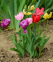 Farbenfrohe Tulpen in einem Garten