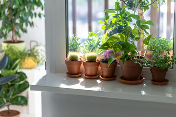 Houseplants - Mammillaria cactus, flowering Saintpaulia mini, Epipremnum, Ficus pumila in terracota clay pot on windowsill at home. Sun light. Indoor garden