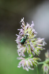 Ein Käfer auf einer Pflanze