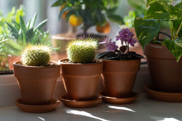 Houseplants - Mammillaria cactus, flowering Saintpaulia mini, Epipremnum in terracota clay pot on windowsill at home. Sun light. Indoor garden
