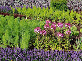 Neat vegetable garden with cabbage plants, slats and lavender flowers