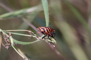 Macro, Portrait einer Wanze auf einer Pflanze