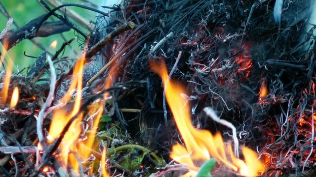 Bonfire of Dry Branches in the garden