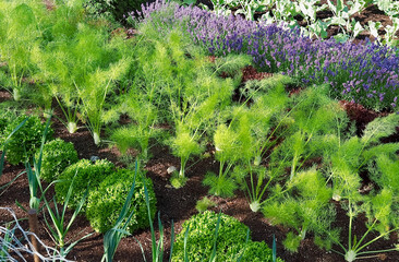 Neat vegetable garden with cabbage plants, slats and lavender flowers