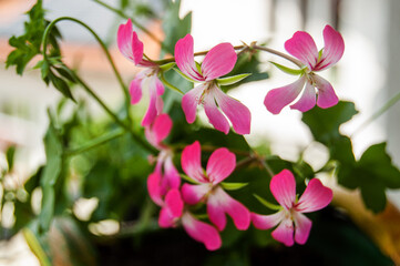 Naklejka premium Geranium flower in the pot on the balcony