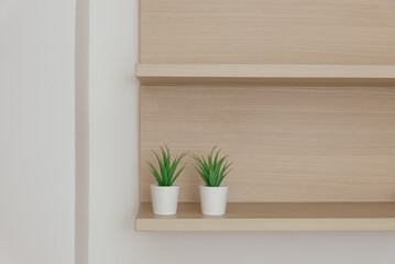 Cropped shot of decorations Indoor plant in pot on wooden shelf and white wall
