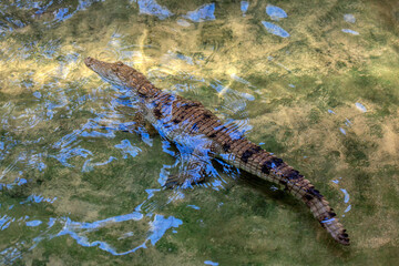 Siamese Crocodile Standing in the Transparent Water 
