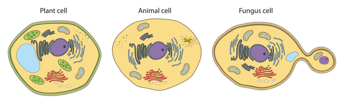 Plant, animal, fungus cell structure