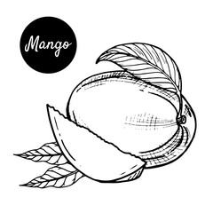 Black-white vector illustration of tropical mango fruit on a white background. Hand-drawn in retro style. For menus, restaurants, brochures, decor of healthy food items.
