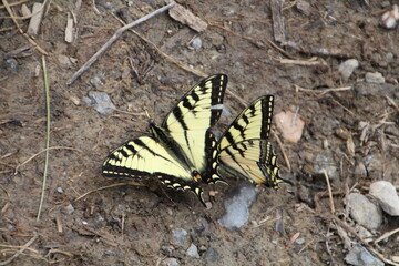 Easter Tiger Swallowtail Butterflys On Ground, Jasper National Park, Alberta