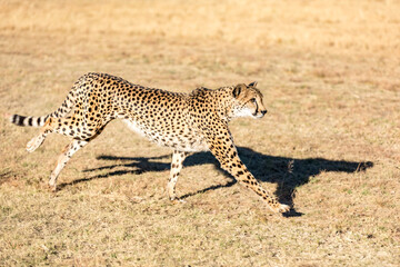 Cheetah running in South Africa, Acinonyx jubatus. Guepardo.
