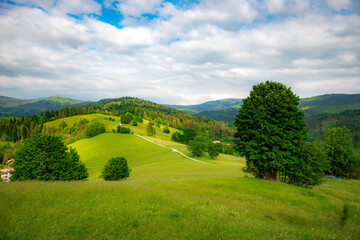 landscape with green grass and blue sky © Tomasz