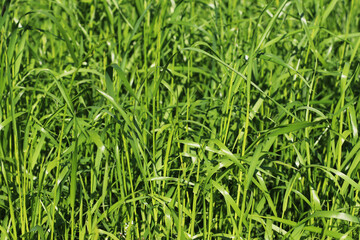 The Green Texture of the Beautiful Meadow Grass
