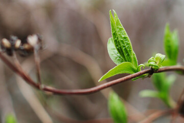 The Young Blooming Bud in the Summer Garden