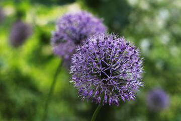 Obraz premium Two Allium Lilac Dandelions in the Park