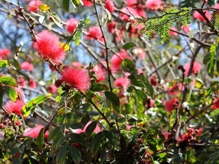 Obraz premium Red fluffy flowers