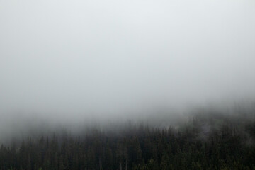 Obraz na płótnie Canvas Clouds on pine trees forest, scandinavian nature. Mystic wild woodland. Autumn travel foggy Norway 