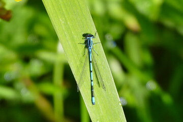 Libelle