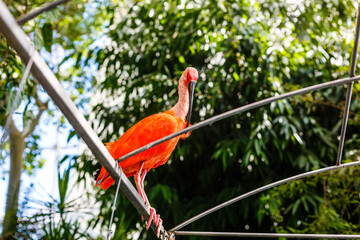 Pink flamingo close-up in Singapore zoo