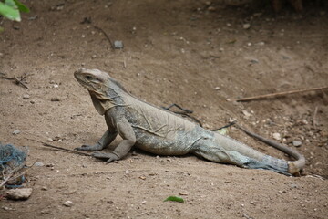 Iguana