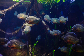 Fototapeta na wymiar Little colorful fish, bright coral reef in aquarium. Underwater life.