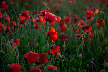 Field of poppies. Background for postcards. Nature in the summer. Sunset sun. Red poppies. Buds of wildflowers and garden flowers. Red poppy blossoms. Copy space